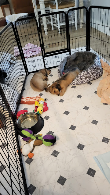 Puppies. Share NOW. #vetvisit, #puppies, dachshunds, eclecticredbarn